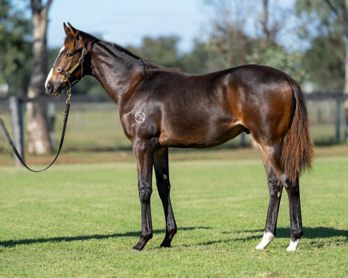 Lot 431: Best of Bordeaux / I Like Toucans