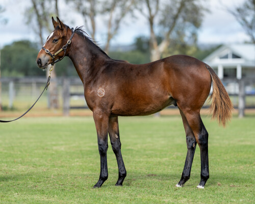 Lot 466: Wild Ruler / Kiss in the Rain