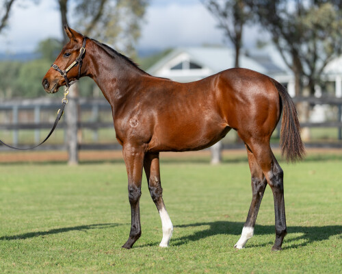 Lot 479: Tassort / Lady Colours