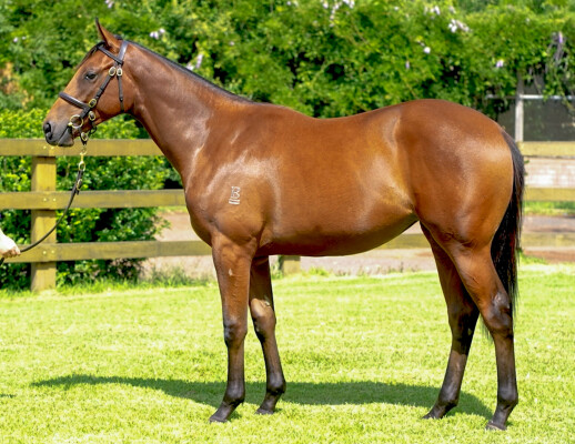 Lot 214: All Too Hard / Free Speech