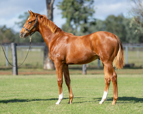 Lot 490: Dubious / Land Ahoy