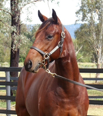 Lot 66: Russian Revolution / Silk Slippers