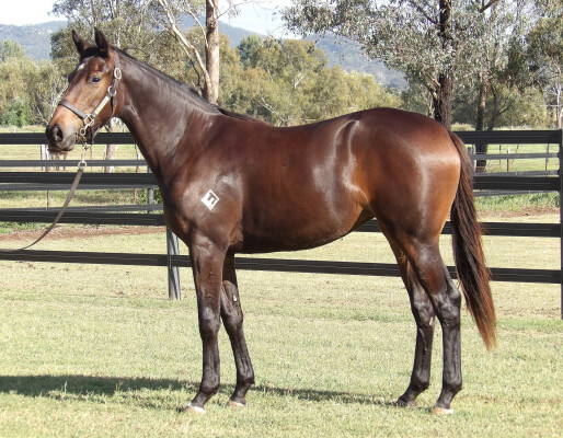 Lot 93: Tagaloa / Tam O'shanter (NZ)