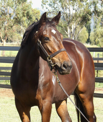 Lot 93: Tagaloa / Tam O'shanter (NZ)