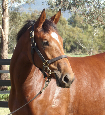 Lot 144: Tiger of Malay / Arrive on Time (NZ)