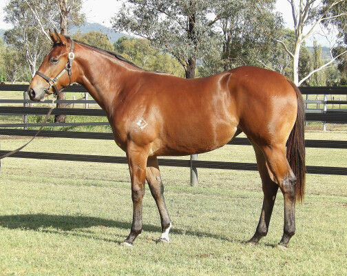 Lot 146: Unite and Conquer / Ashleigh