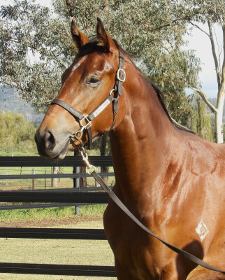 Lot 146: Unite and Conquer / Ashleigh