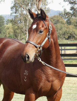 Lot 172: Acrobat / Catalina Miss