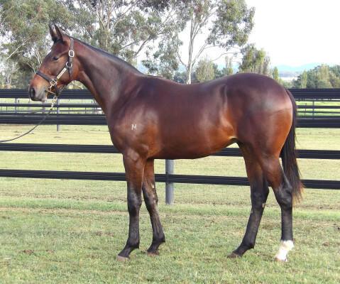 Lot 191: Tagaloa / Dardania