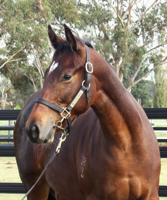 Lot 191: Tagaloa / Dardania