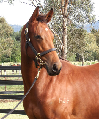 Lot 204: Doubtland / Equiseta