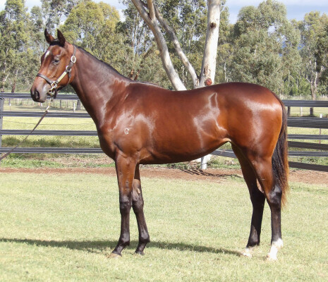 Lot 217: Yes Yes Yes / Frontalis