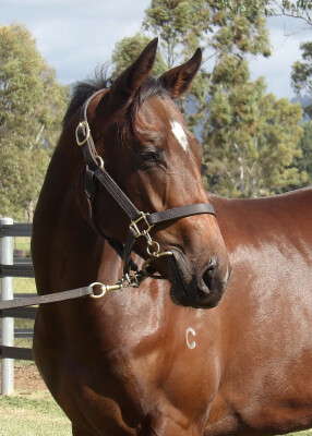 Lot 217: Yes Yes Yes / Frontalis