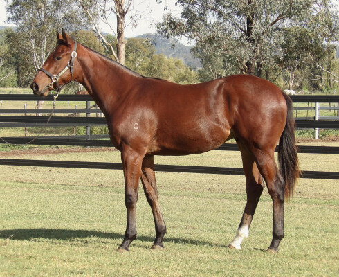 Lot 257: Capitalist / Laucala