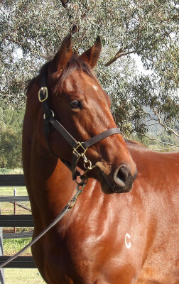 Lot 257: Capitalist / Laucala