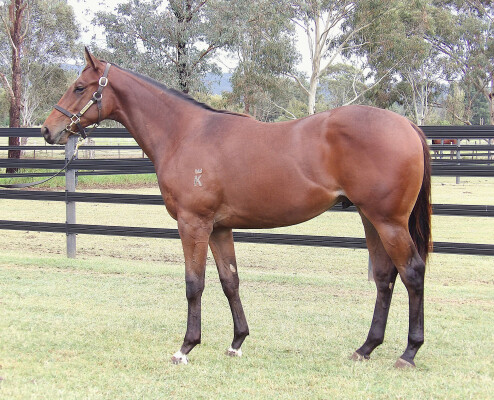 Lot 277: Nicconi / Mary Valley