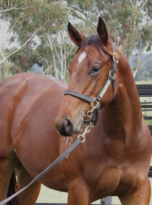 Lot 277: Nicconi / Mary Valley