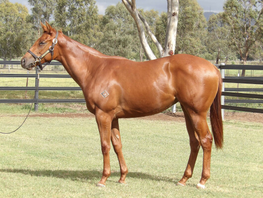 Lot 278: Written By / Meghapushpa