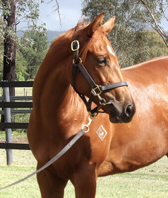 Lot 278: Written By / Meghapushpa