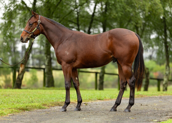 Lot 264: Prague / Love a Rose