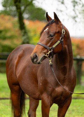 Lot 264: Prague / Love a Rose