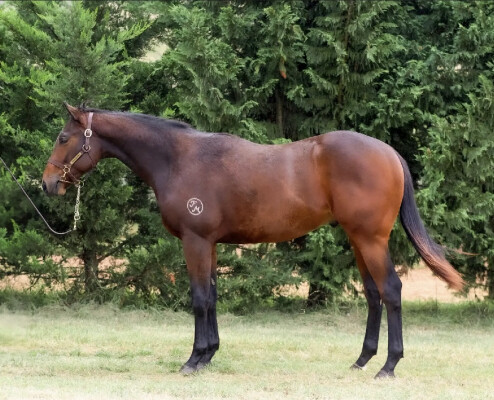 Lot 280: Cool Aza Beel (NZ) / Mercury Lady (NZ)