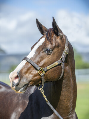 Lot 18: Capetown Noir (SAF) / Deceptive Charm (IRE)