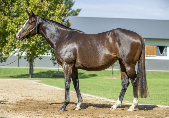 Lot 18: Capetown Noir (SAF) / Deceptive Charm (IRE)