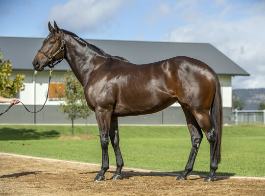 Lot 51: I Am Invincible / Miles of Krishan