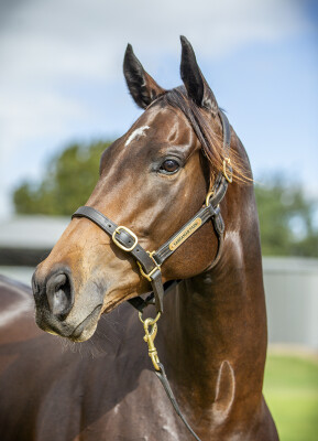 Lot 67: Hellbent / Diamond Cove