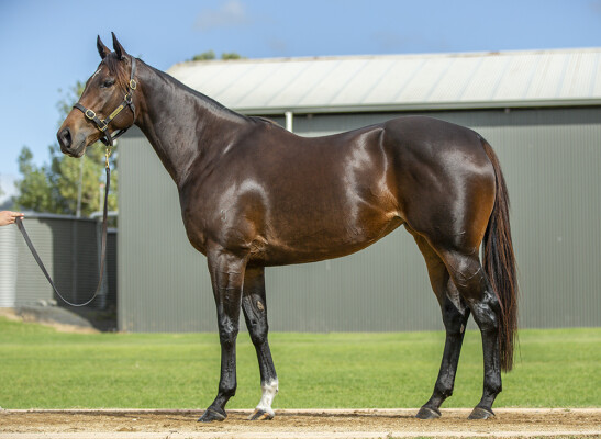 Lot 67: Hellbent / Diamond Cove