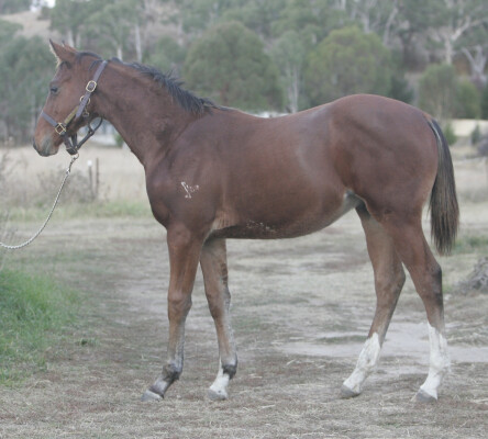 Lot 269: Thomas the Tank / Astronomede