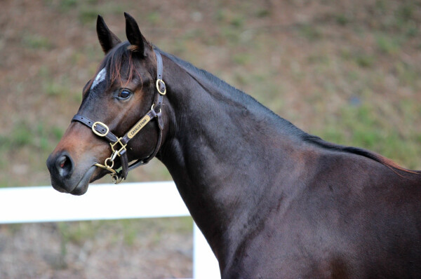 Lot 49: So You Think (NZ) / Saturday Affair