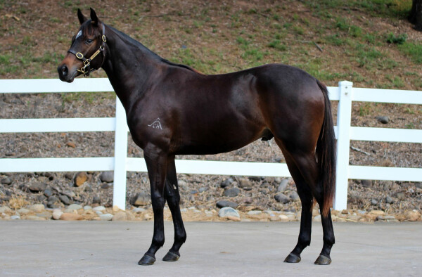 Lot 49: So You Think (NZ) / Saturday Affair