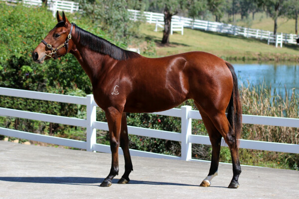 Lot 77: Wooded (IRE) / Star of Manhattan