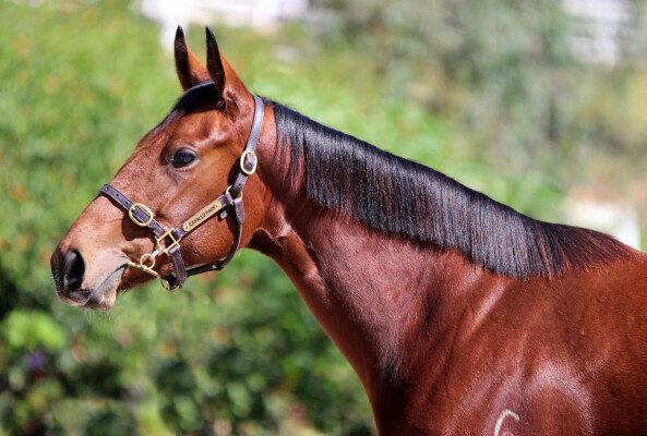 Lot 77: Wooded (IRE) / Star of Manhattan