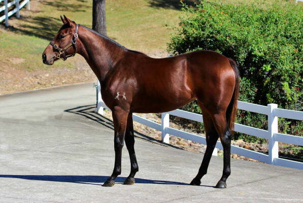 Lot 130: Dubious / Abbey Rise (NZ)