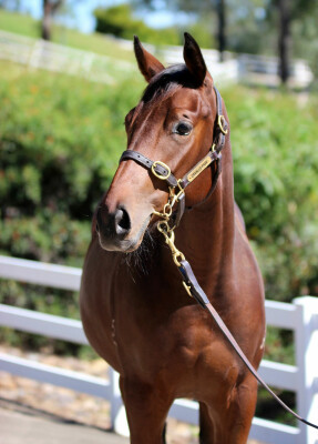 Lot 130: Dubious / Abbey Rise (NZ)