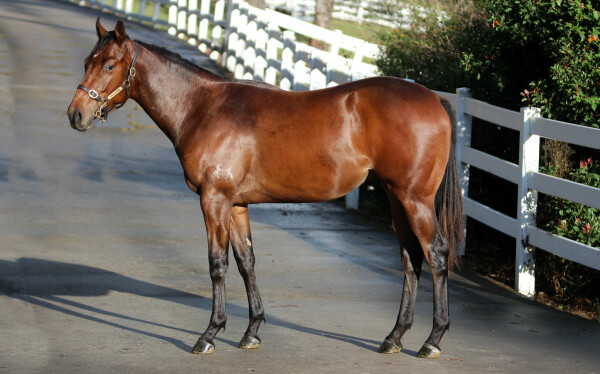 Lot 163: Unite and Conquer / Bremer Babe (NZ)