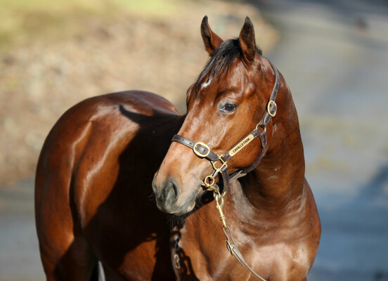 Lot 163: Unite and Conquer / Bremer Babe (NZ)