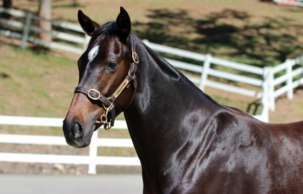 Lot 271: D'Argento / Make a Ripple