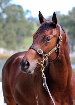 Lot 276: Castelvecchio / Mansera (FR)