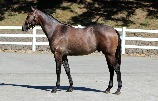 Lot 101: Cosmic Force / Tinai