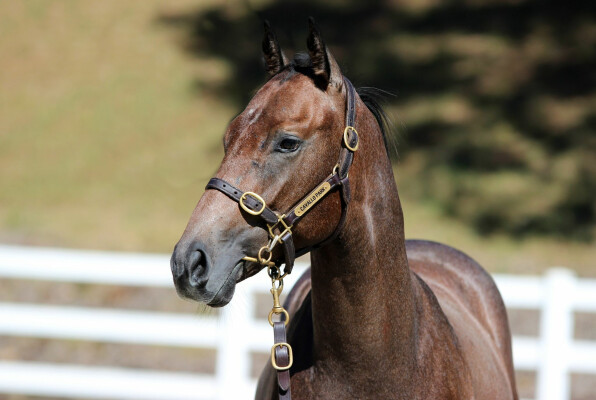 Lot 101: Cosmic Force / Tinai