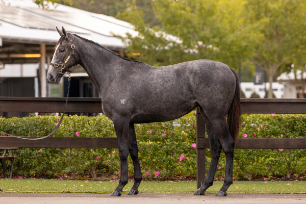 Lot 19: D'Argento / Pendolin (NZ)