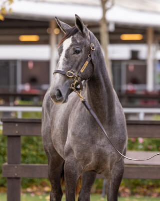 Lot 19: D'Argento / Pendolin (NZ)