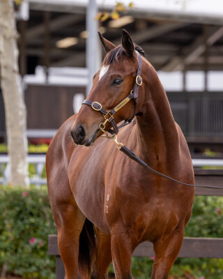 Lot 238: Gold Standard / Impossibly