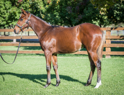 Lot 504: Wild Ruler / Liza With a Zee