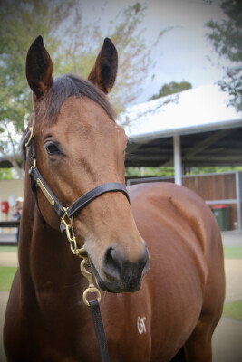 Lot 294: Profiteer / More Excitement