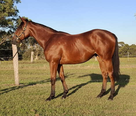 Lot 24: Tiger of Malay / Poppins (NZ)